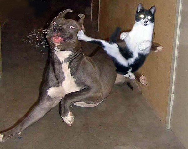 cat-dog-kickbox.jpg